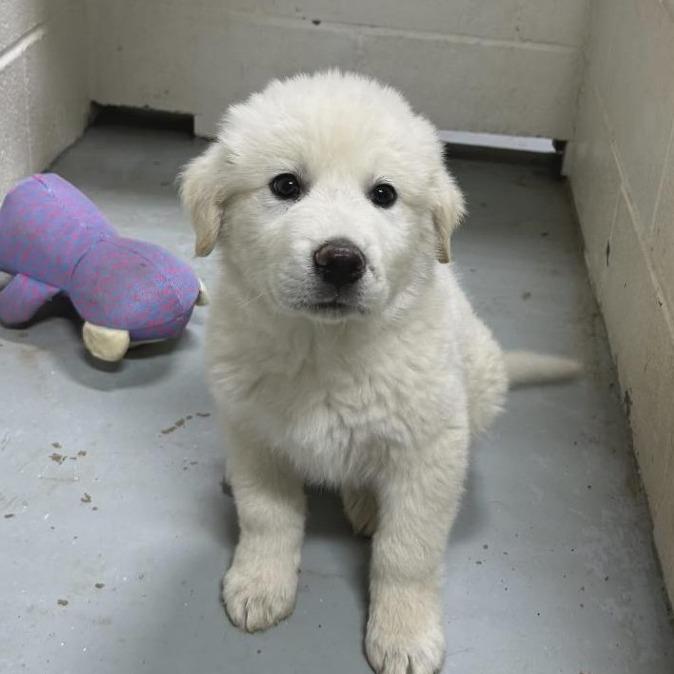 Enlarge Marley, a Adoptable Great Pyrenees in Park Falls, WI image 3/3