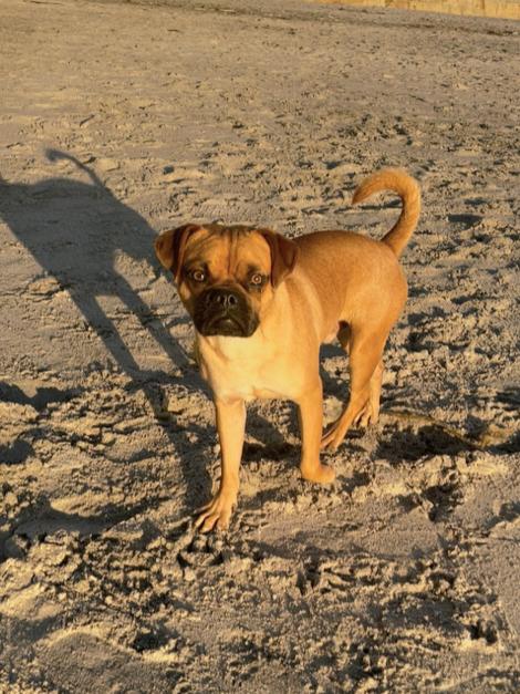 Arlo, a ADOPTABLE mixed breed in Temecula, CA image 6/6