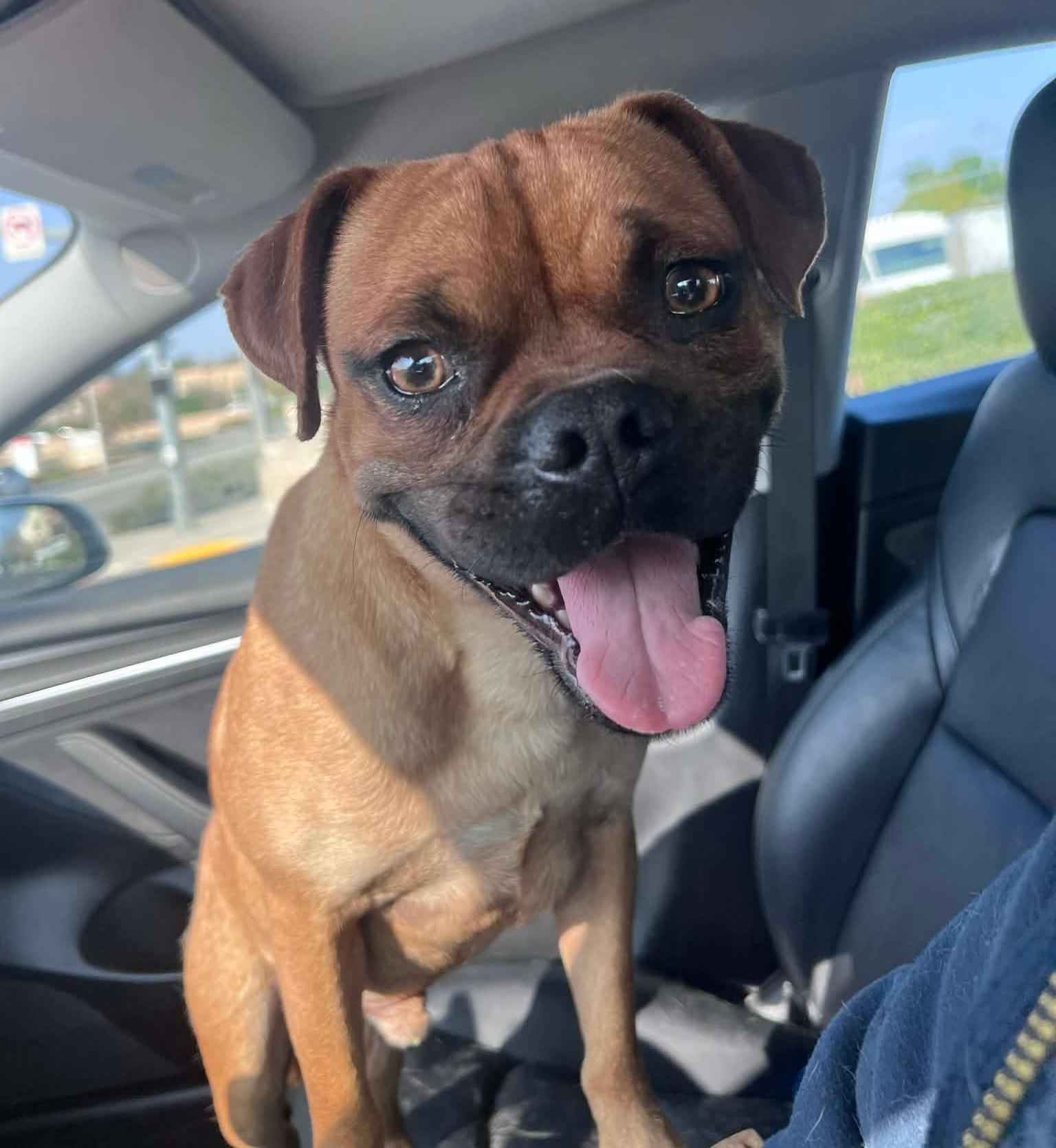 Arlo, a ADOPTABLE mixed breed in Temecula, CA image 4/6