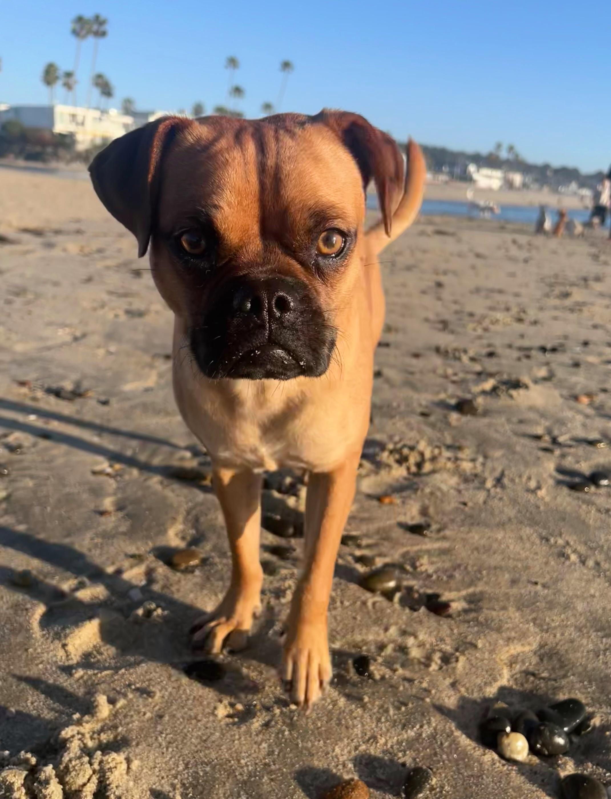 Arlo, a ADOPTABLE mixed breed in Temecula, CA image 5/6