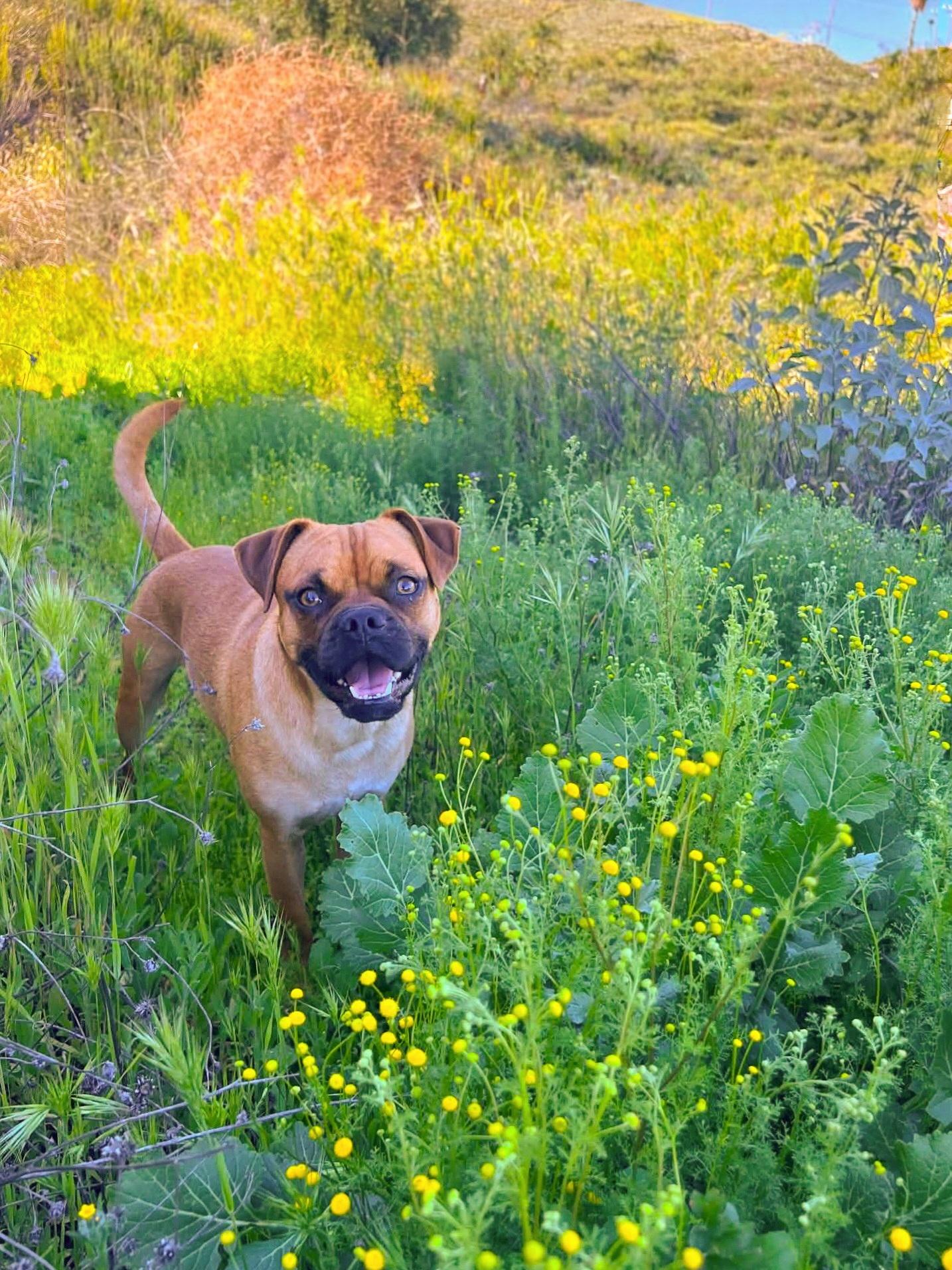 Arlo, ADOPTABLE, Adult Male Pug & Boxer.