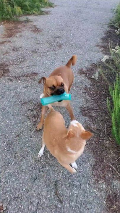 Enlarge Arlo, a ADOPTABLE mixed breed in Temecula, CA video 3/6