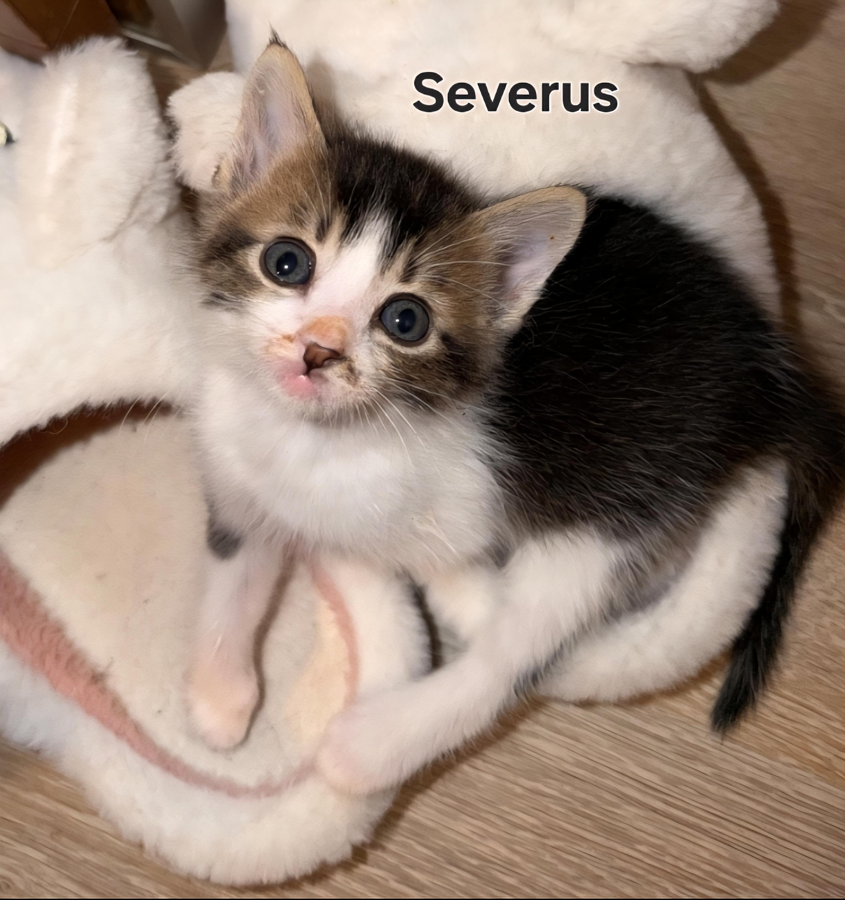 Severus Snape , ADOPTABLE, Kitten Male Domestic Short Hair.