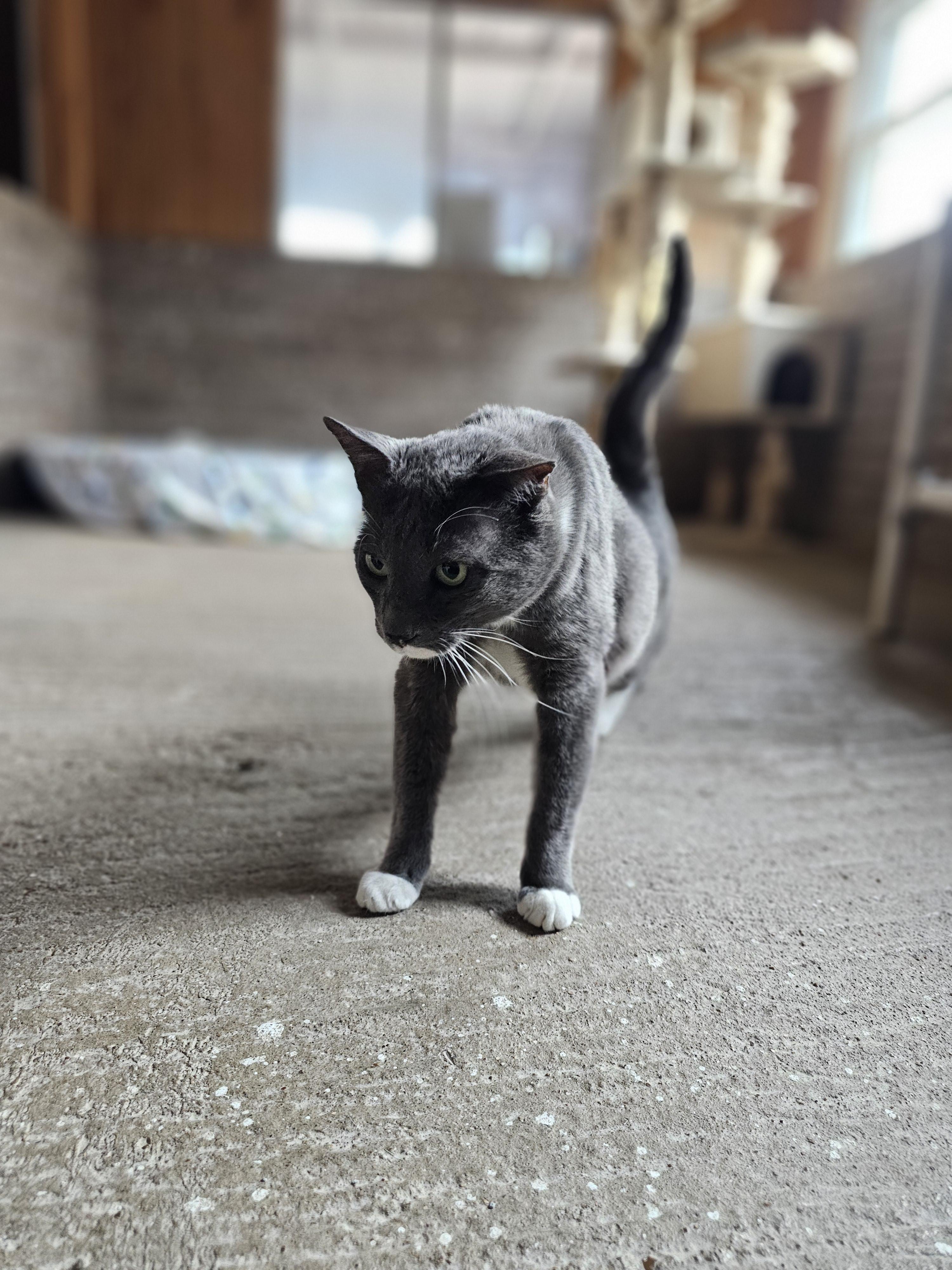 Charlie, Adoptable, Adult Male Domestic Medium Hair.