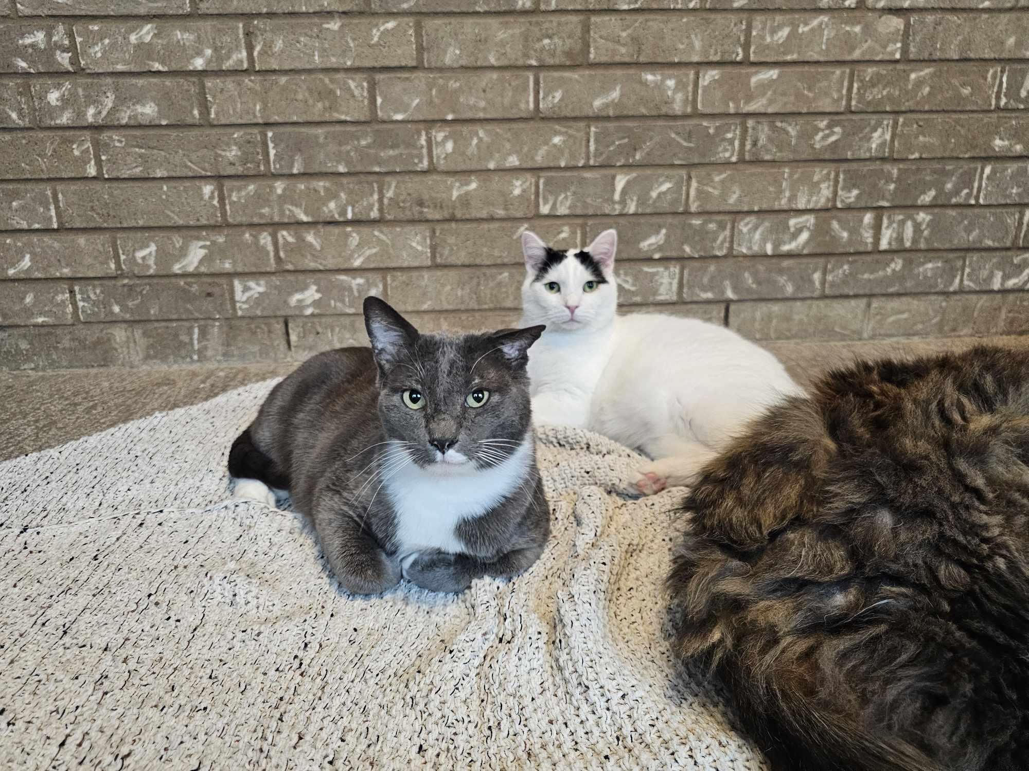 Charlie, Adoptable, Adult Male Domestic Medium Hair.