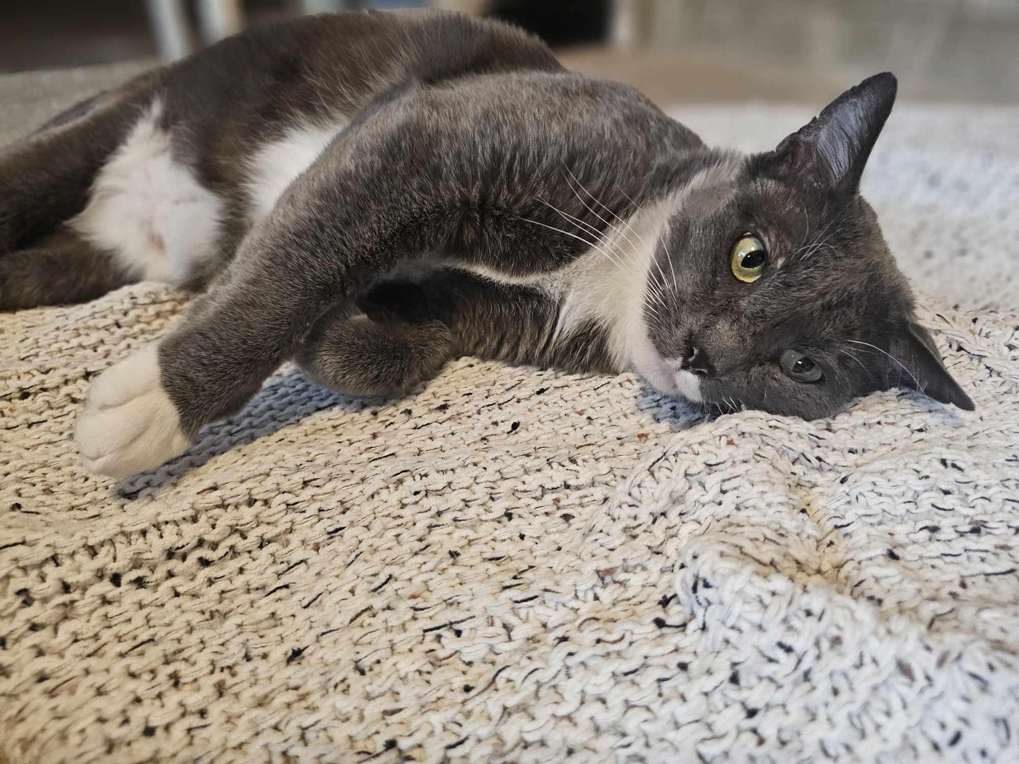 Charlie, Adoptable, Adult Male Domestic Medium Hair.