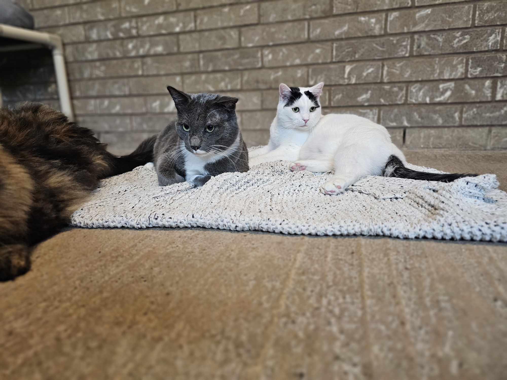 Enlarge Charlie, a Adoptable mixed breed in San Angelo , TX image 5/6