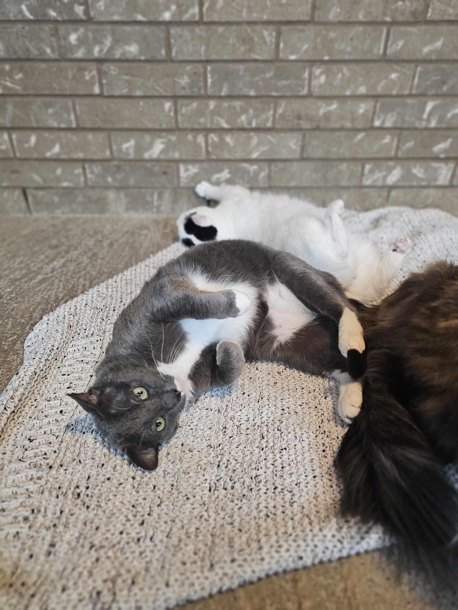 Enlarge Charlie, a Adoptable mixed breed in San Angelo , TX image 6/6