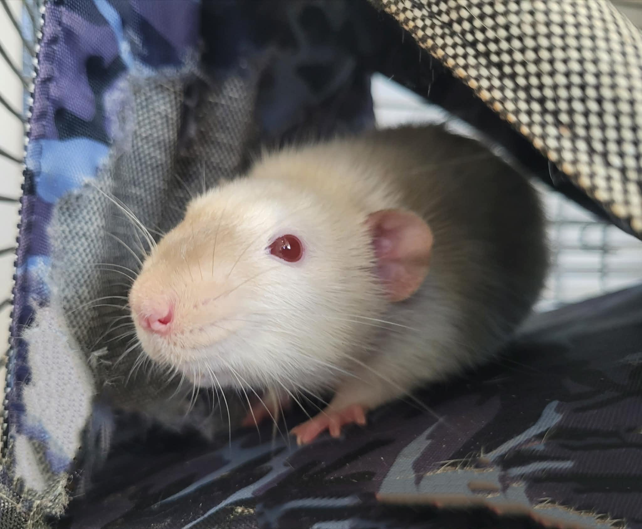 Mario , ADOPTABLE, Adult Male Rat.