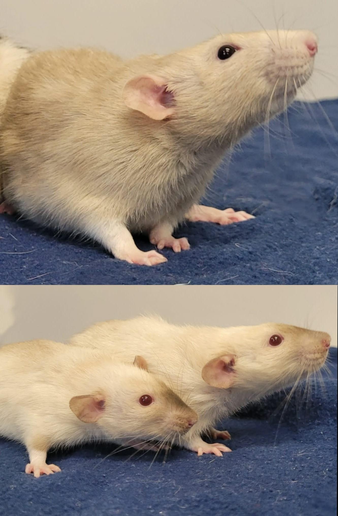Mario, Luigi & Pif, ADOPTABLE, Adult Male Rat.