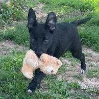 Agnes, Adopted, Young Female Mixed Breed.