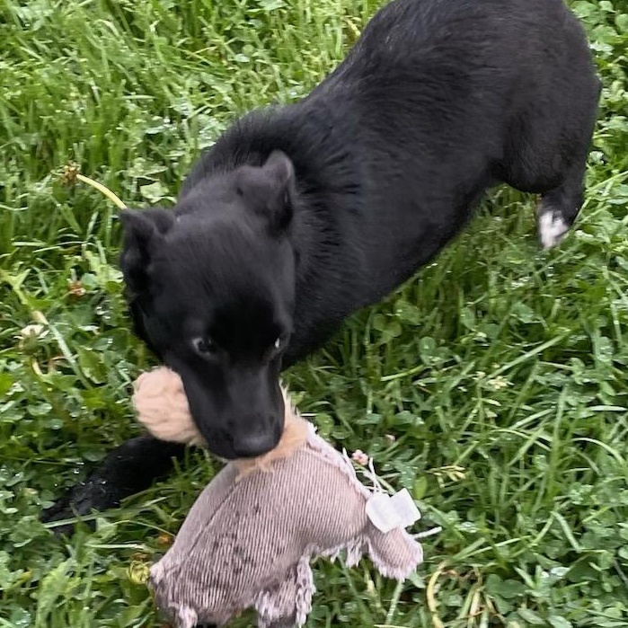 Enlarge Agnes, a Adopted mixed breed in West Chicago, IL image 3/6