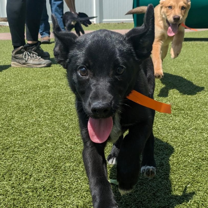 Enlarge Agnes, a Adopted mixed breed in West Chicago, IL image 4/6