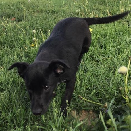 Enlarge Agnes, a Adopted mixed breed in West Chicago, IL image 5/6