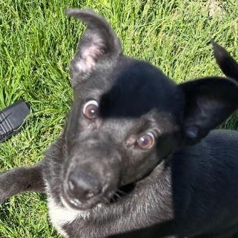 Enlarge Agnes, a Adopted mixed breed in West Chicago, IL image 6/6