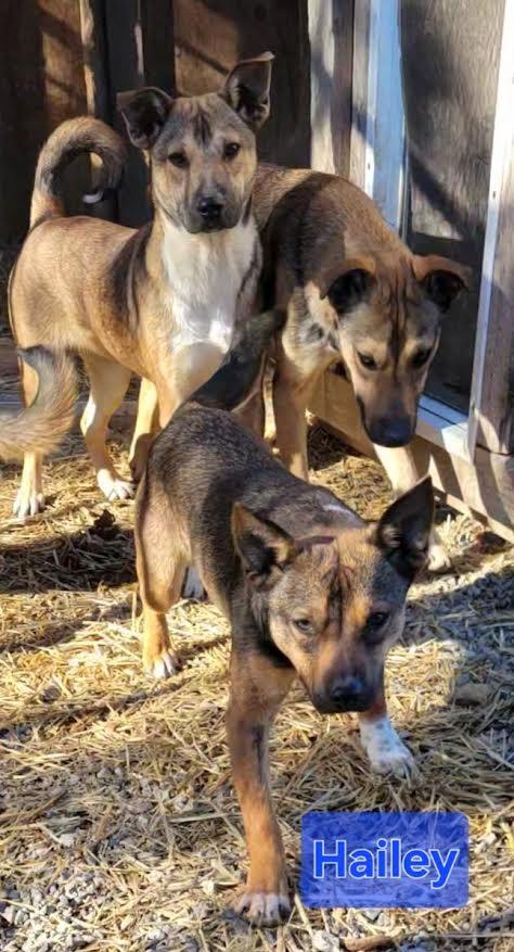 Enlarge Hailey, a Adoptable mixed breed in Crossville, TN image 1/6