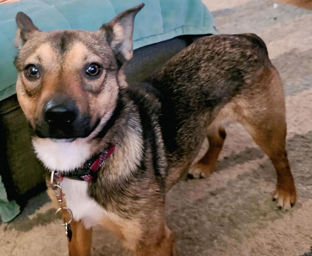 Jasmine, Adoptable, Young Female German Shepherd Dog & Labrador Retriever.