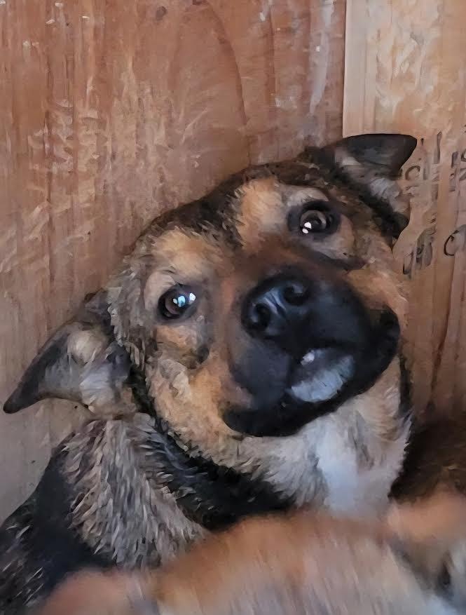 Enlarge Hailey, a Adoptable mixed breed in Crossville, TN image 4/6