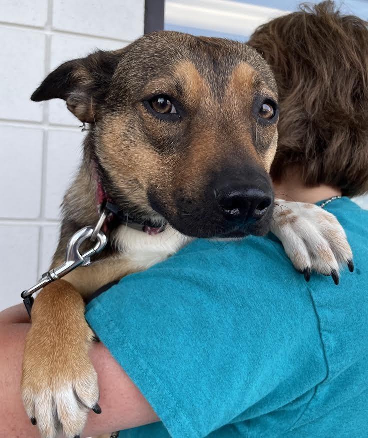 Enlarge Jasmine, a Adoptable mixed breed in Crossville, TN image 5/6
