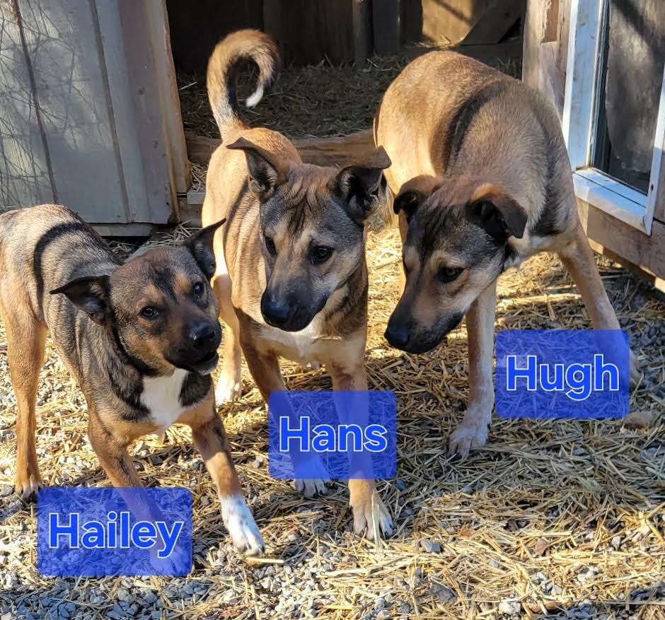 Enlarge Hailey, a Adoptable mixed breed in Crossville, TN image 6/6