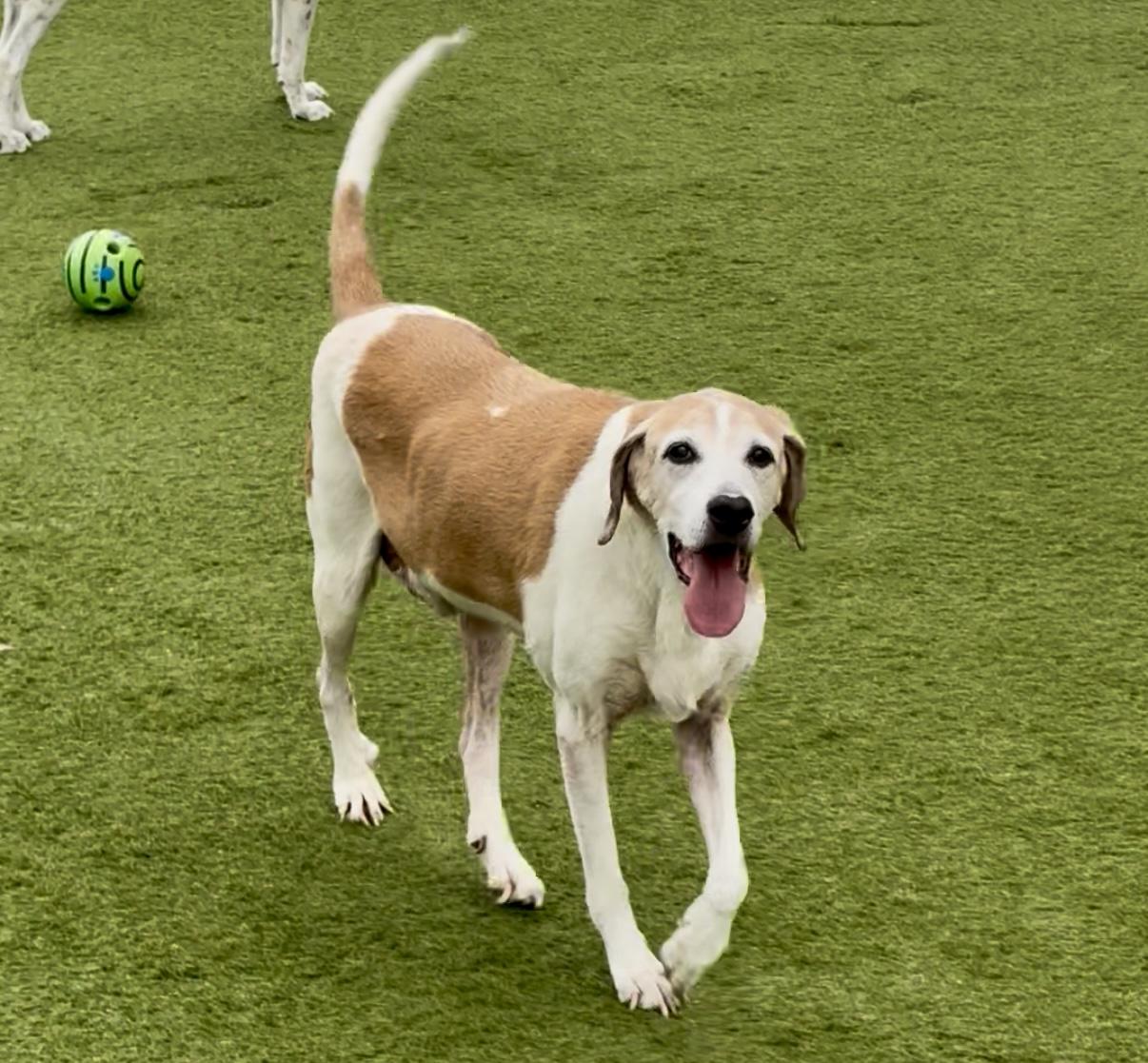 Napoleon thumbnail 2