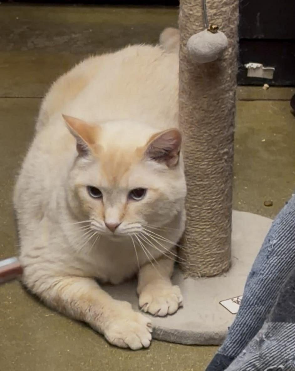 Enlarge DETECTIVE JOHN BURROWS, a Adoptable mixed breed in HEMET, CA image 2/6