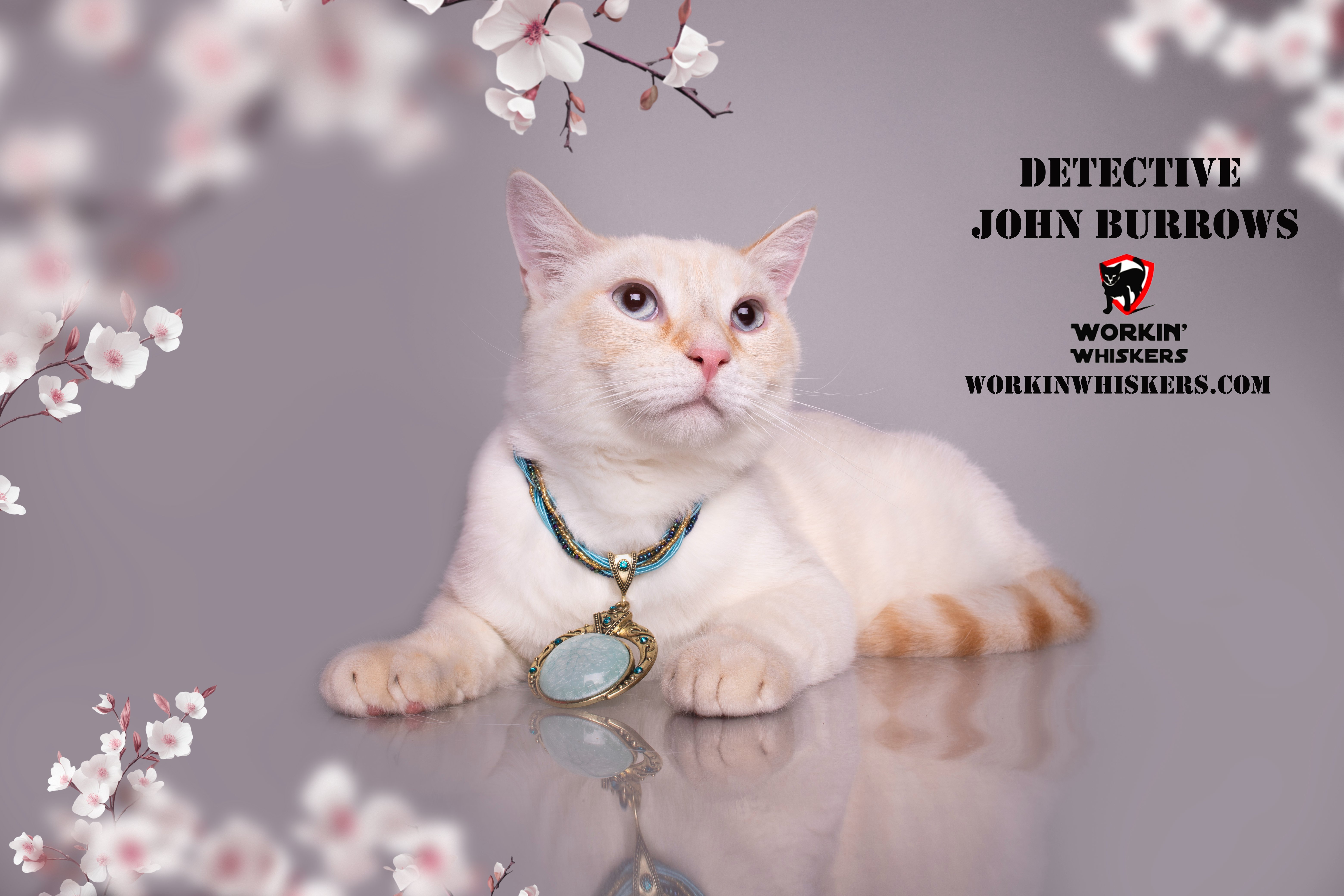 Enlarge DETECTIVE JOHN BURROWS, a Adoptable mixed breed in HEMET, CA image 1/3