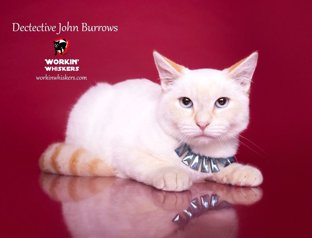 Enlarge DETECTIVE JOHN BURROWS, a Adoptable mixed breed in HEMET, CA image 2/3