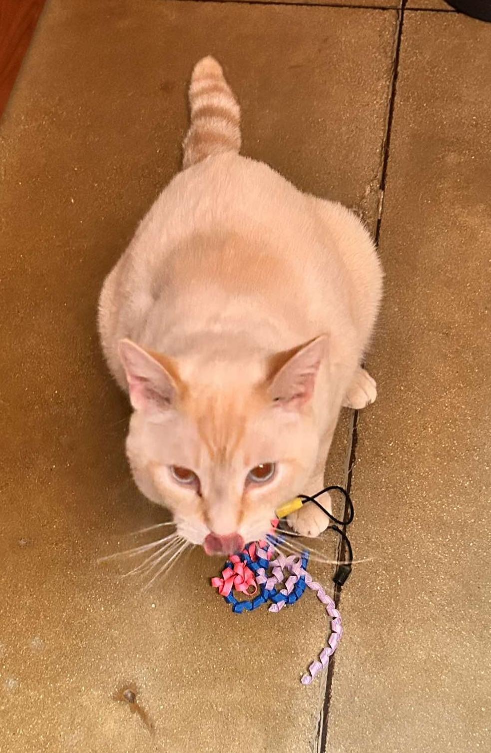 Enlarge DETECTIVE JOHN BURROWS, a Adoptable mixed breed in HEMET, CA image 4/6