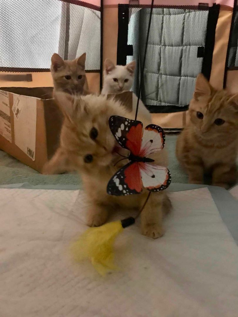 Enlarge DETECTIVE JOHN BURROWS, a Adoptable mixed breed in HEMET, CA image 3/3