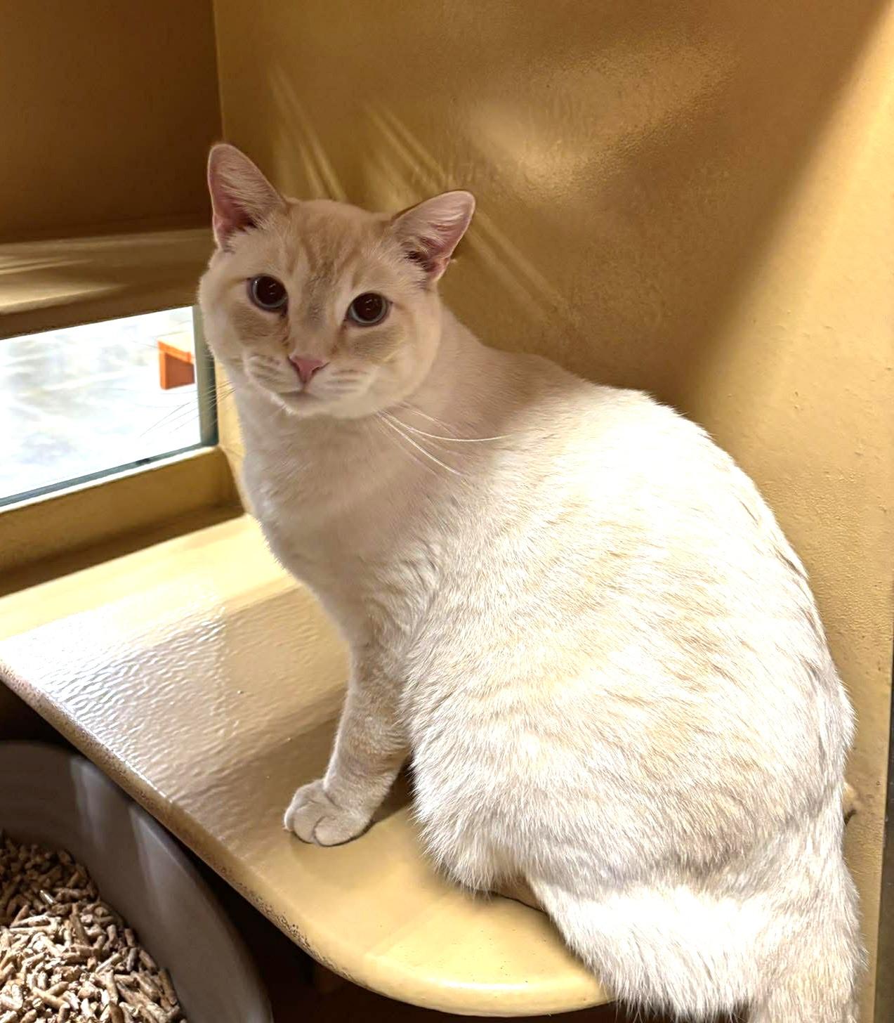 Enlarge DETECTIVE JOHN BURROWS, a Adoptable mixed breed in HEMET, CA image 5/6