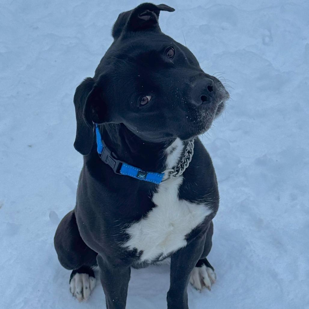 Enlarge Angie, a Adoptable Labrador Retriever in Springboro, OH image 1/6