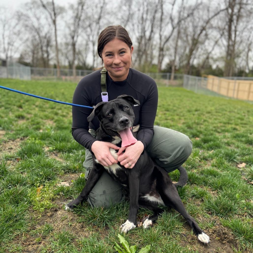 Enlarge Angie, a Adoptable Labrador Retriever in Springboro, OH image 1/1