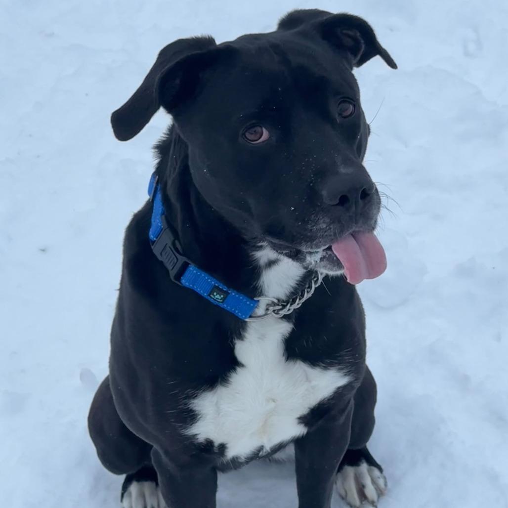 Enlarge Angie, a Adoptable Labrador Retriever in Springboro, OH image 4/6