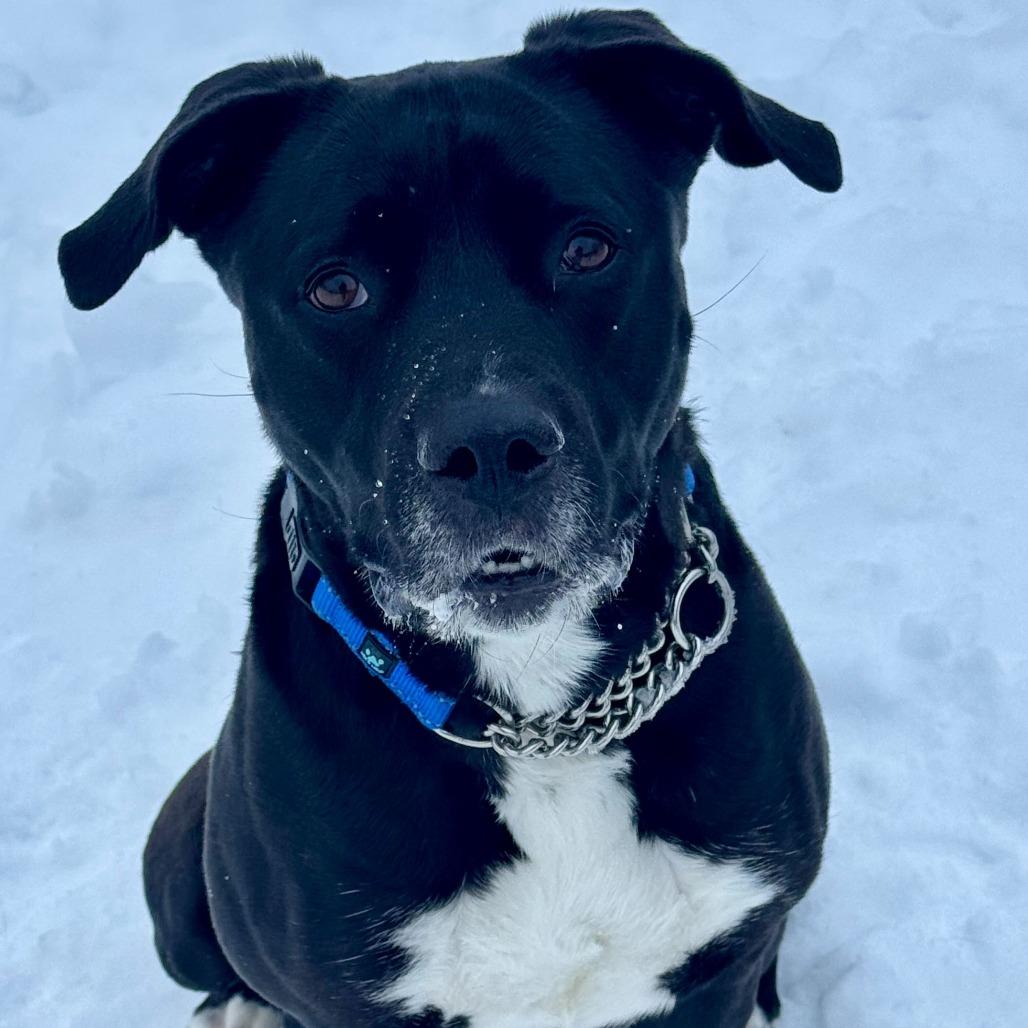 Enlarge Angie, a Adoptable Labrador Retriever in Springboro, OH image 6/6