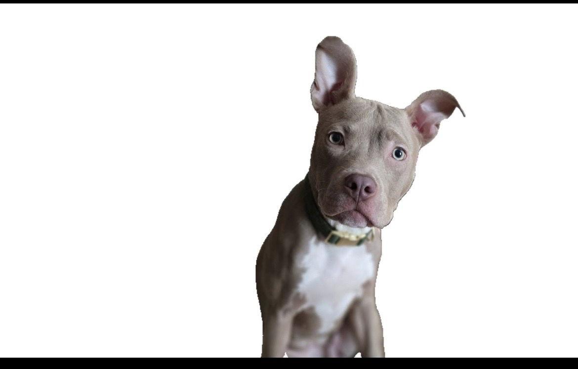 Rebel, Adopted, Young Female American Staffordshire Terrier.