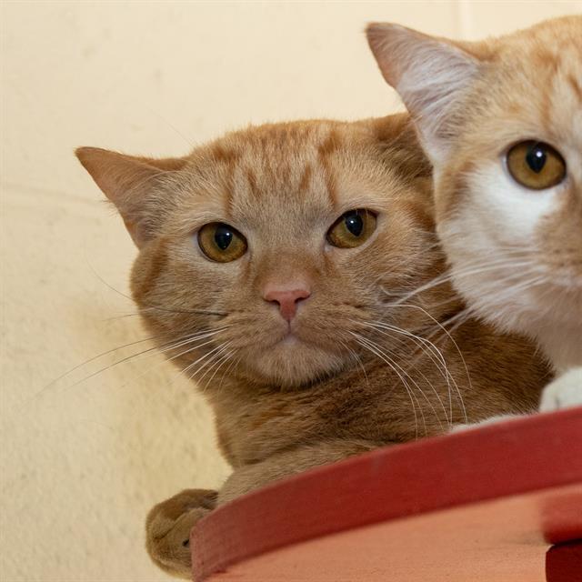 Enlarge TWINSY BABY, a Adoptable Domestic Short Hair in Methuen, MA image 1/1