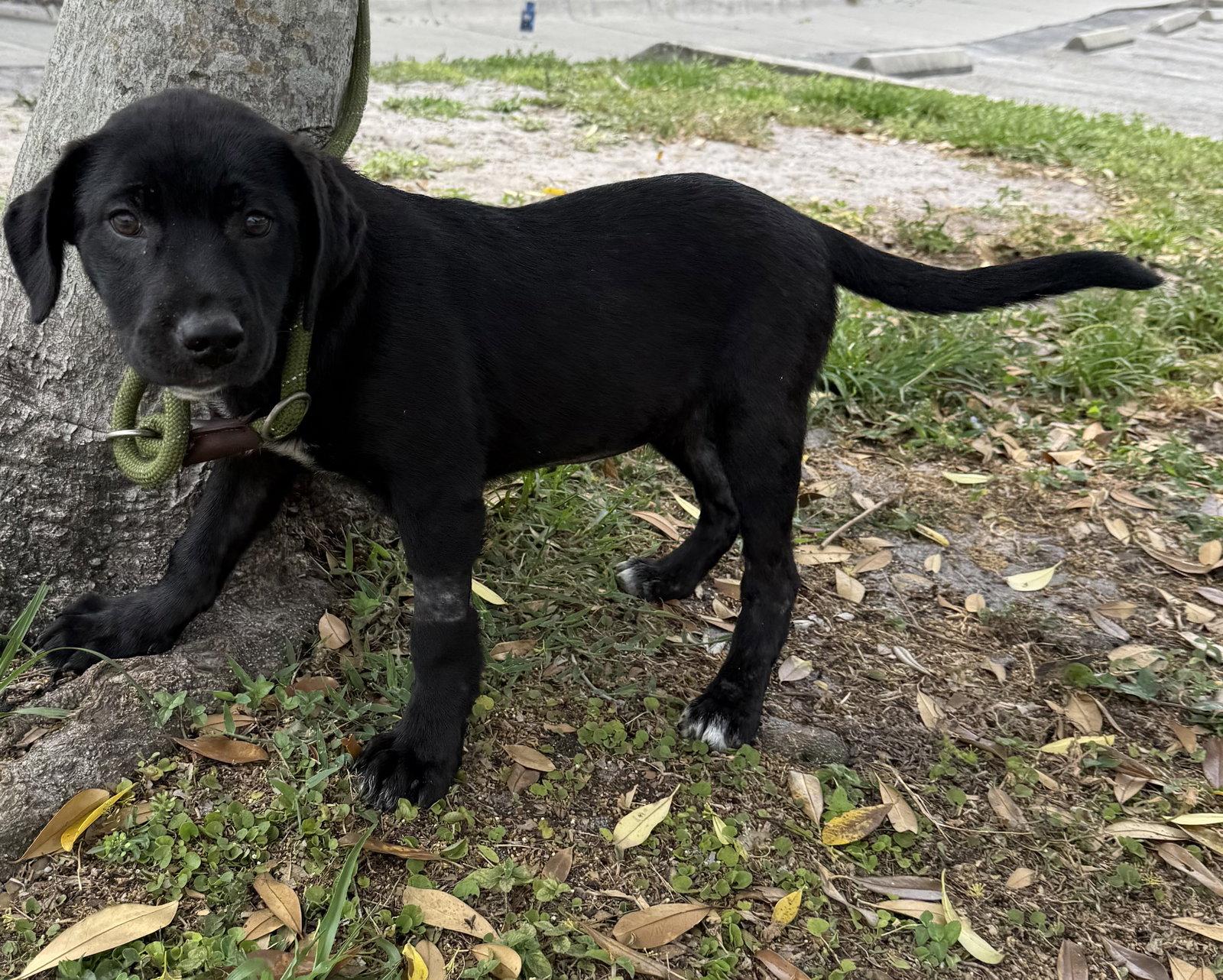 Enlarge Suvi, a Adopted mixed breed in Sanford, FL image 1/3