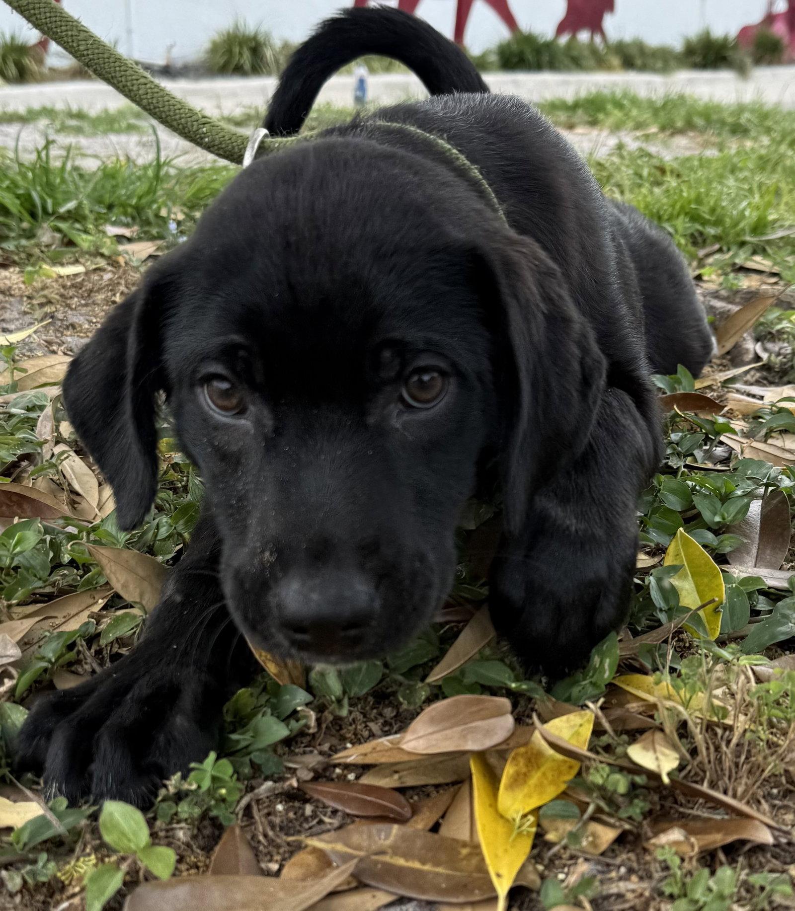 Enlarge Suvi, a Adopted mixed breed in Sanford, FL image 2/3