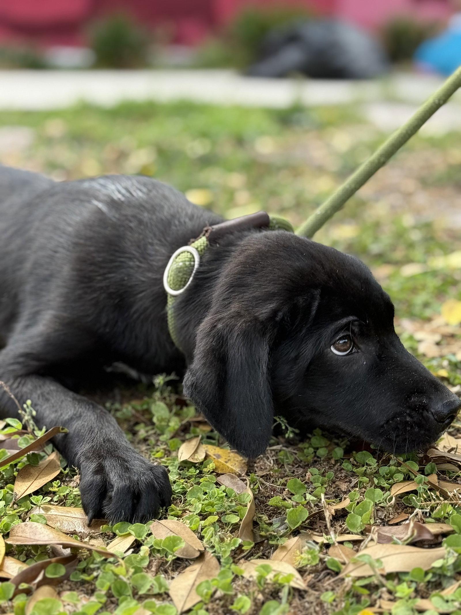 Enlarge Suvi, a Adopted mixed breed in Sanford, FL image 3/3