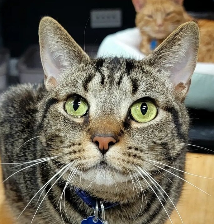 Andy Bernard, a Adoptable mixed breed in Grand Rapids, MI image 1/6