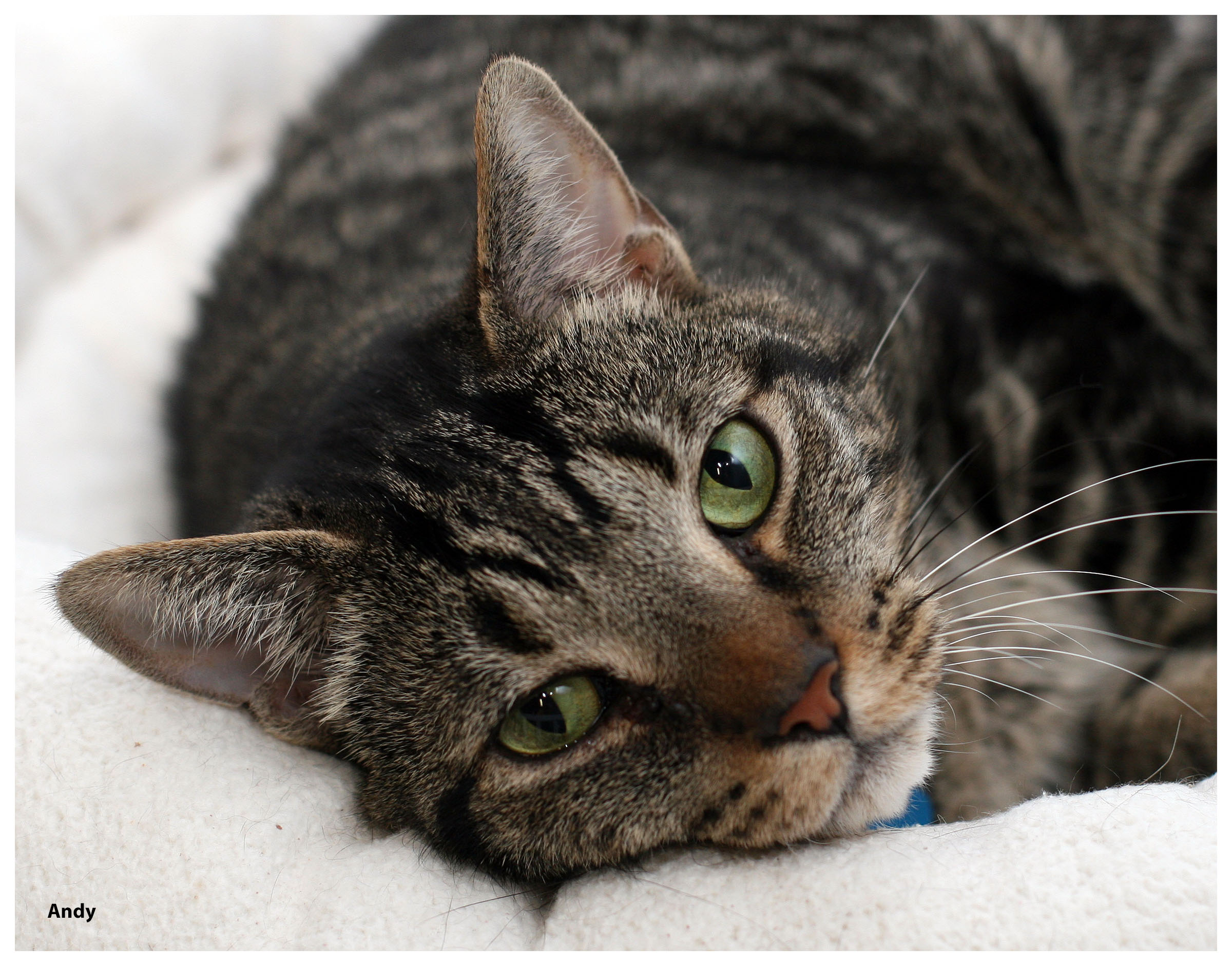 Andy Bernard, a Adoptable mixed breed in Grand Rapids, MI image 2/6