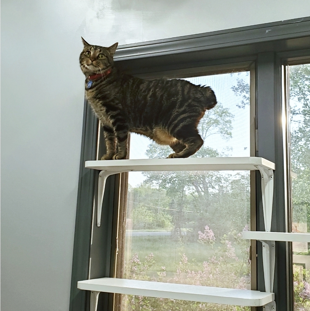 Andy Bernard, Adoptable, Adult Male Tabby & Domestic Short Hair.