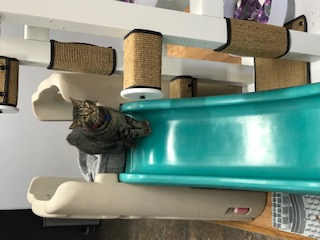 Andy Bernard, a Adoptable mixed breed in Grand Rapids, MI image 4/6