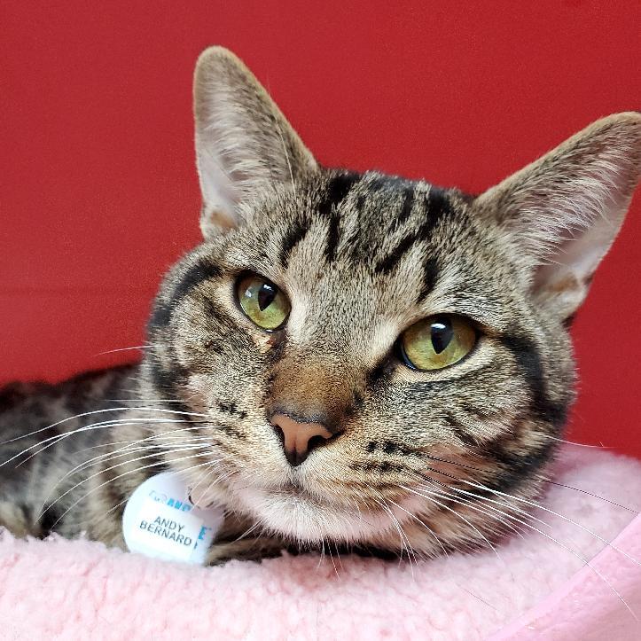 Andy Bernard, a Adoptable mixed breed in Grand Rapids, MI image 6/6