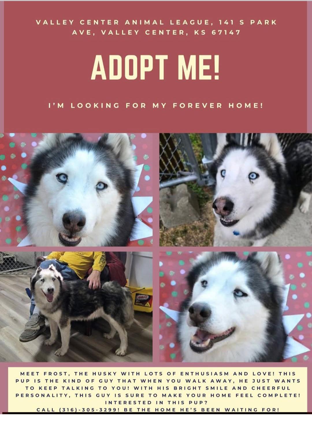 Enlarge Frost, a ADOPTABLE Husky in Valley Center, KS image 1/1