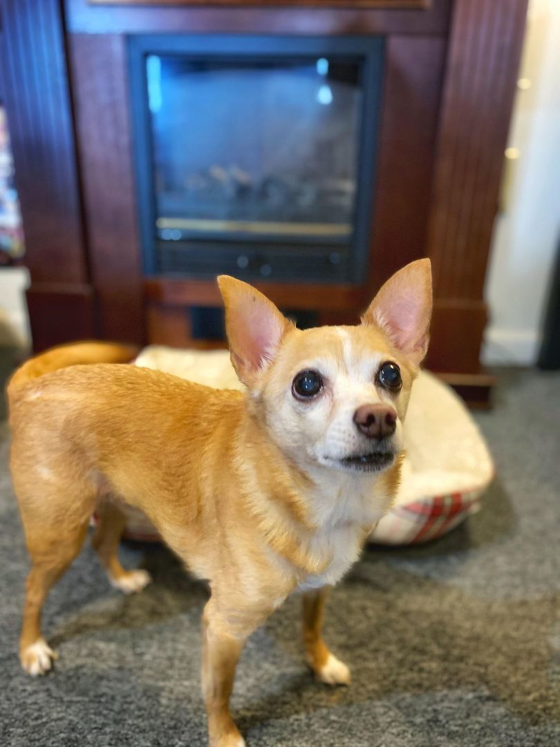 Enlarge PEPPIE, a Adoptable Chihuahua in Port Clinton, OH image 1/3