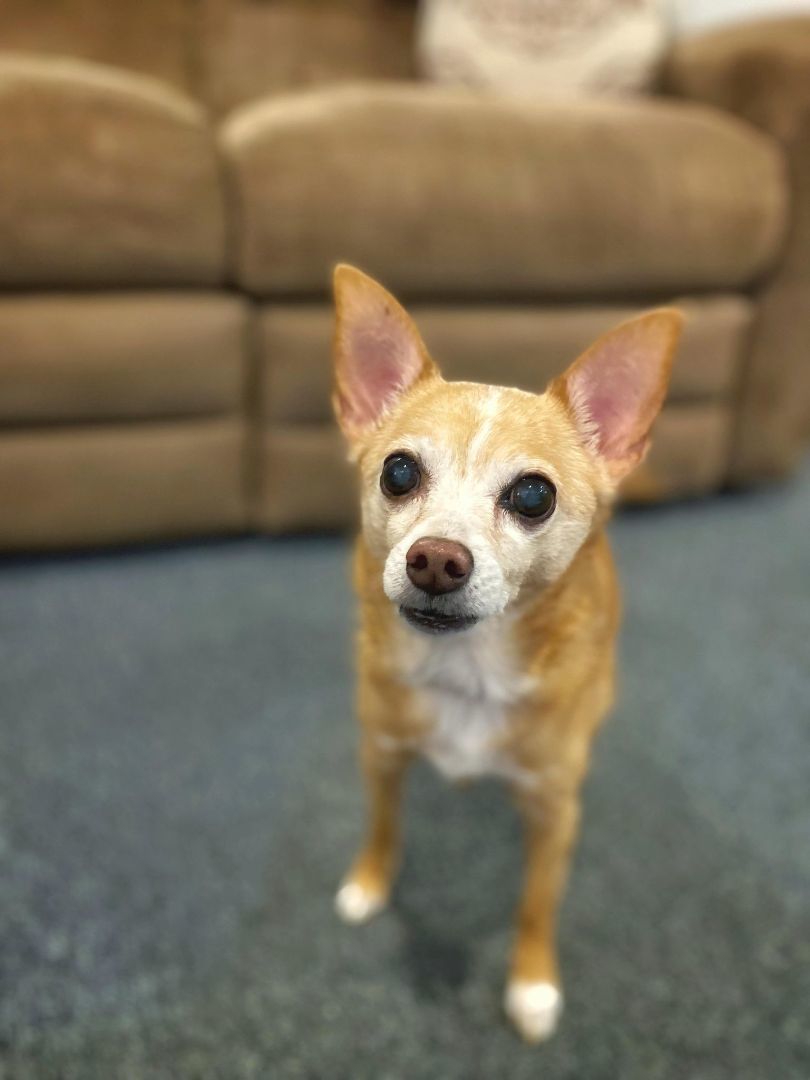 Enlarge PEPPIE, a Adoptable Chihuahua in Port Clinton, OH image 2/3