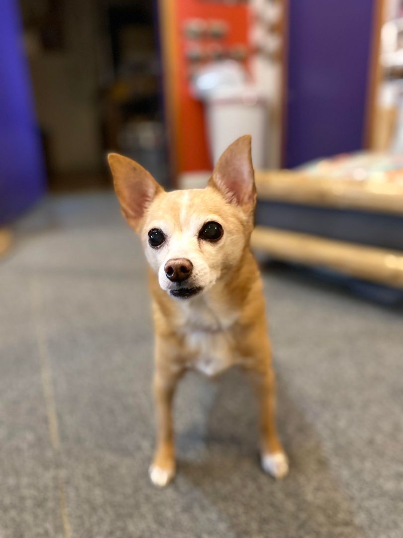 Enlarge PEPPIE, a Adoptable Chihuahua in Port Clinton, OH image 3/3