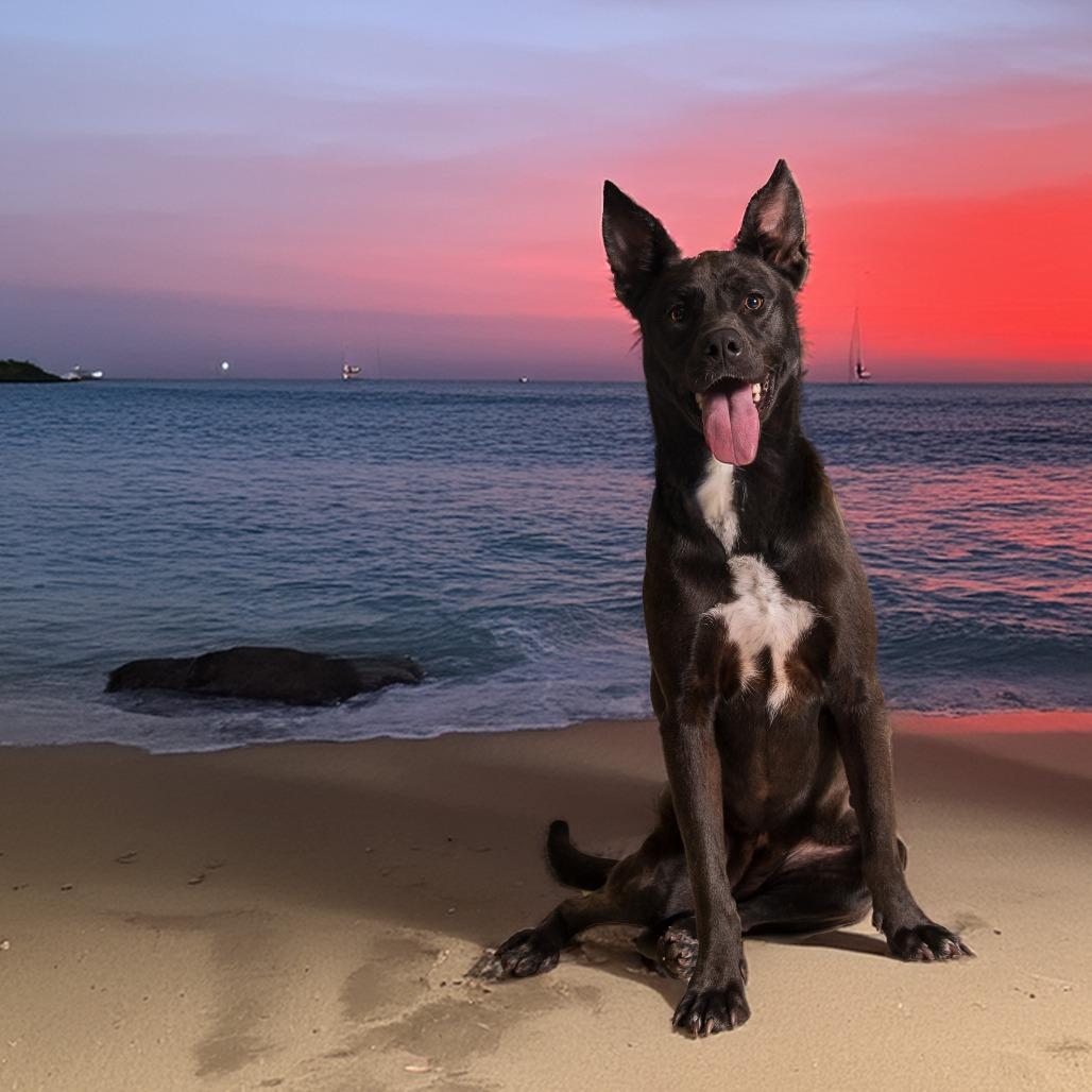 Gracie, Adoptable, Adult Female Labrador Retriever & German Shepherd Dog.